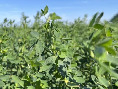 Some Missouri producers are seeing early alfalfa weevil pressure