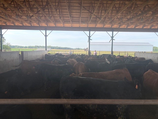 Cattle market risk and reward