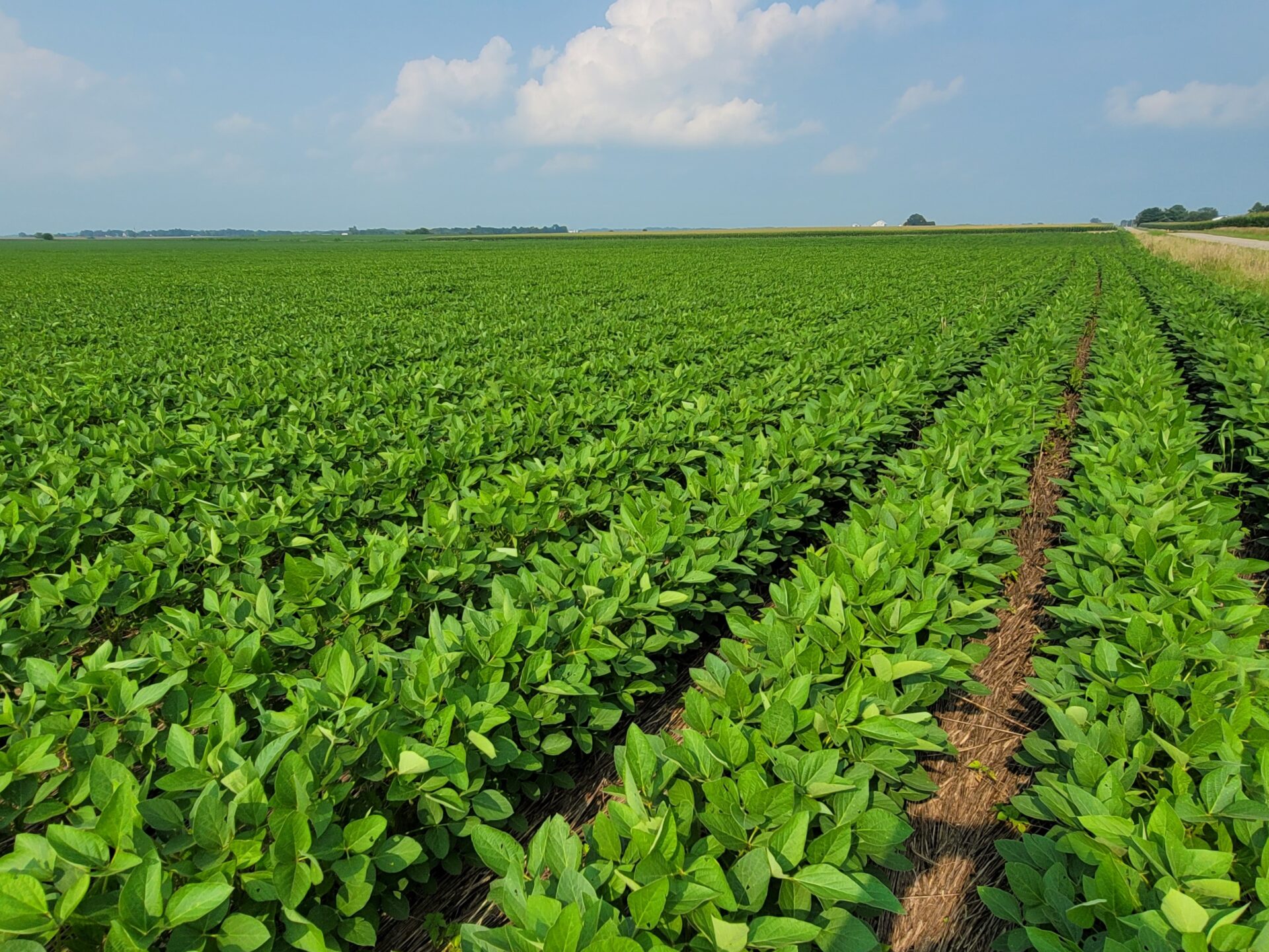 Northeast Iowa farmer says crops missed Monday’s severe weather