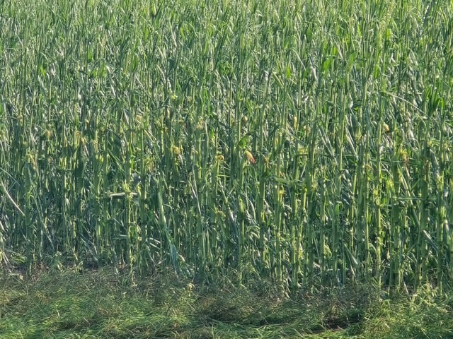 Reports of corn lodging from Monday night storm