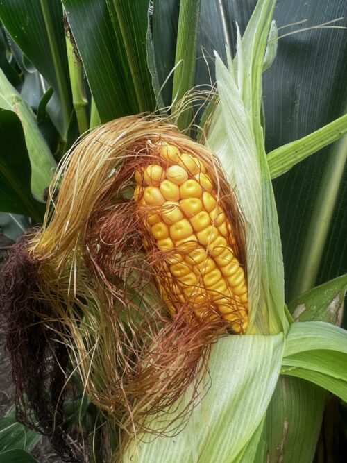 Kansas farmer says harvest could start in a month