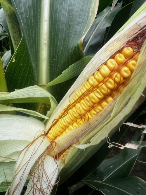 Long-term potential in corn market