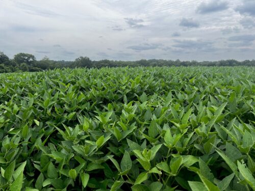 Nebraska sorghum farmer optimistic about crop growth – Brownfield Ag News