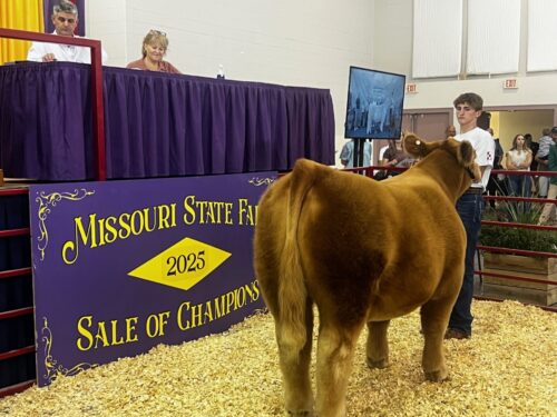 State Fair auctions raise more than $332,000 for Youth in Ag