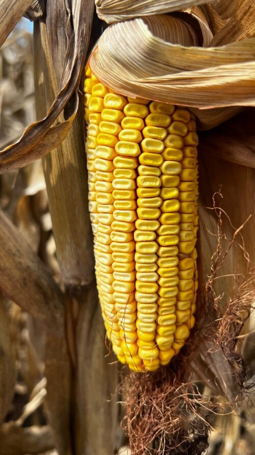 Eastern South Dakota farmer reacts to USDA’s larger-than-expected corn production numbers