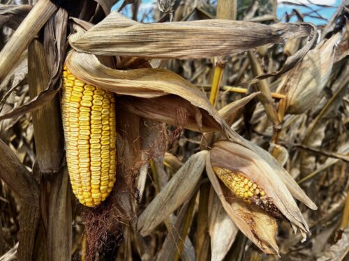 Harvest wrap-up: Missouri farmer reports good corn, ok soybeans