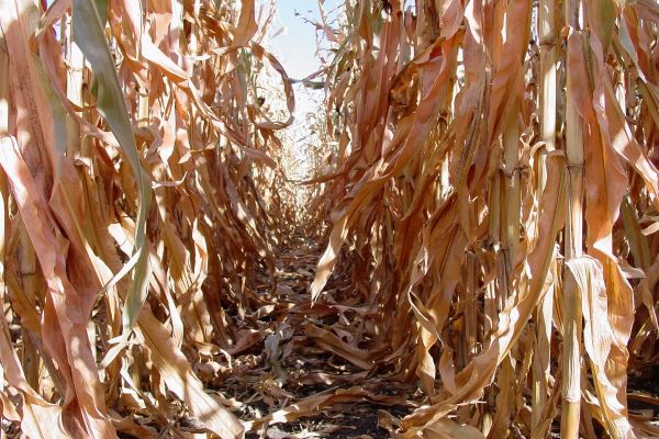 Beck’s Hybrids expanding research trials to give farmers additional insights on corn yield performance