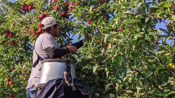 Farmers call for long-term labor reform as Thanksgiving food production faces worker shortages – Brownfield Ag News
