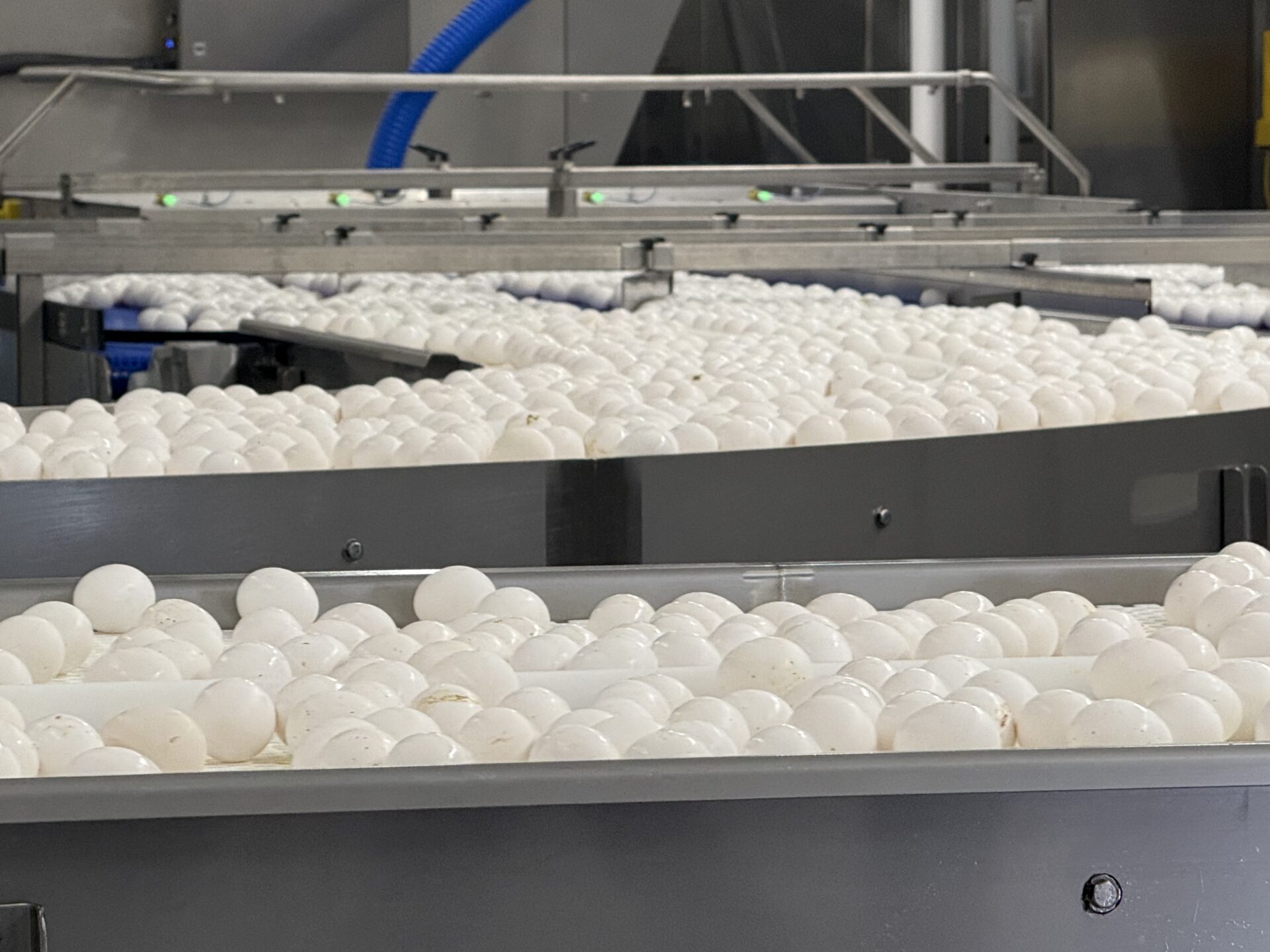 Six new cases of HPAI confirmed across Indiana in the last week