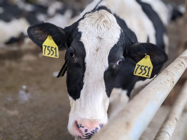 Missouri dairy industry sees growth after years of decline