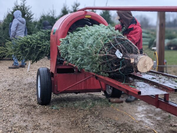 Real Christmas Tree Board: online farm tours becoming staple for classrooms