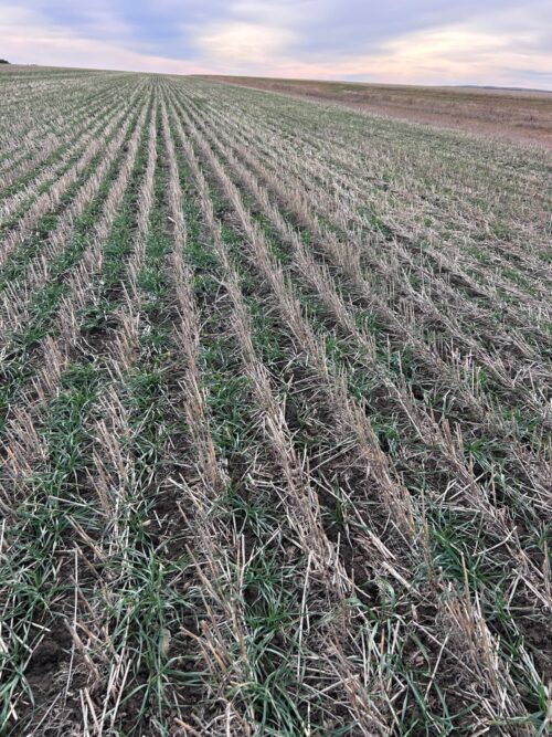 South Dakota farmer: winter wheat shows mixed growth