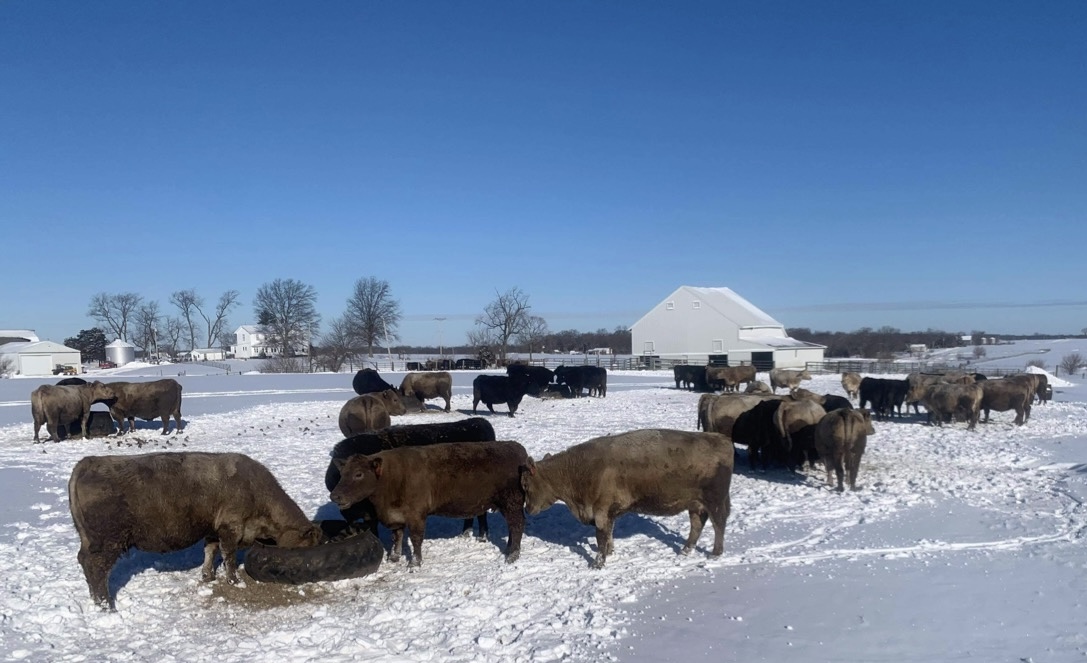 Contraction continues in the cattle industry