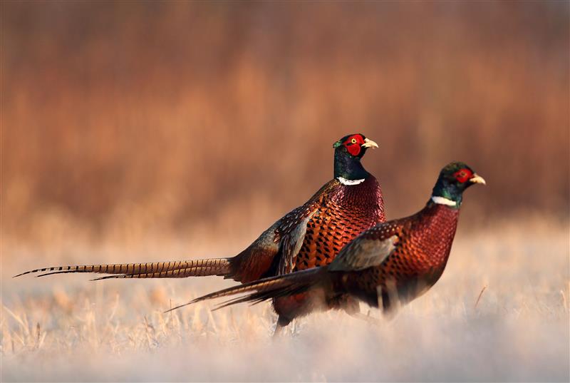 7,000 pheasants, 120 chickens to be depopulated in Iowa HPAI case