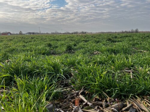 Cover crops reduce herbicide costs, improve weed control