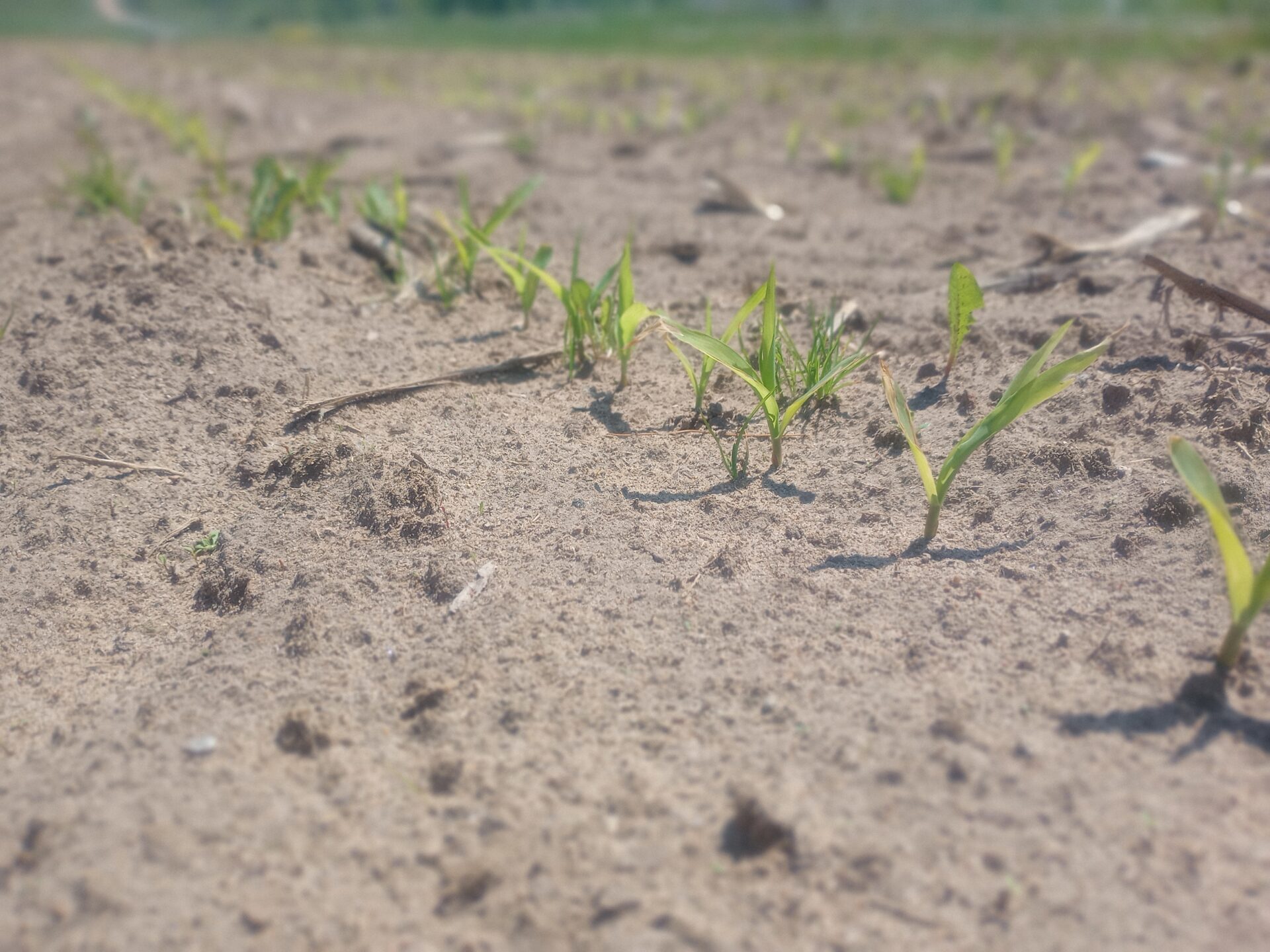 Wisconsin planting almost done, emergence looking good