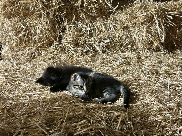Deep Woods Off, Barn Kittens and the Smell of Summer on the Farm