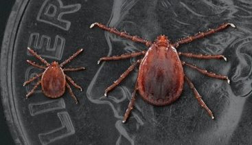 Asian Longhorned tick spread forces cattle producers to change herd management strategies