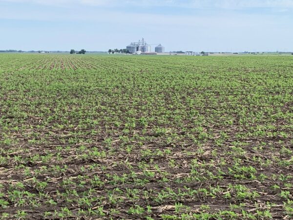 Illinois crops benefitting from recent rains