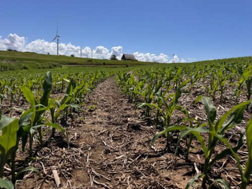 Missouri agronomist warns rains fuel weed pressure, raise nitrogen loss concerns