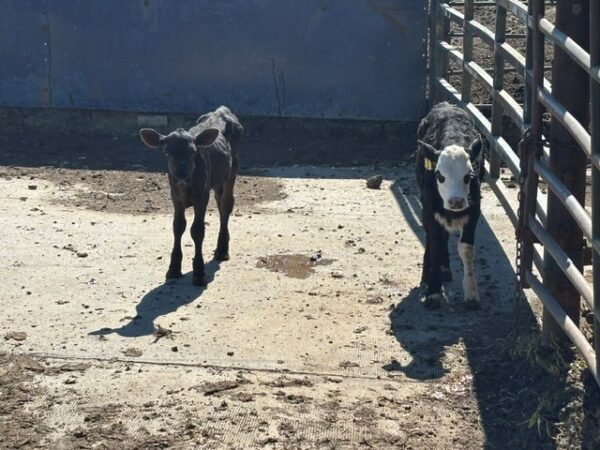 Rising break-evens add pressure for cattle producers