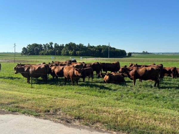High beef prices have producers asking what’s next