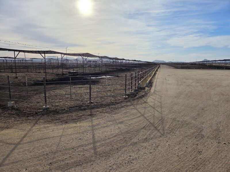 Cattle inspections will be key when live imports from Mexico resume