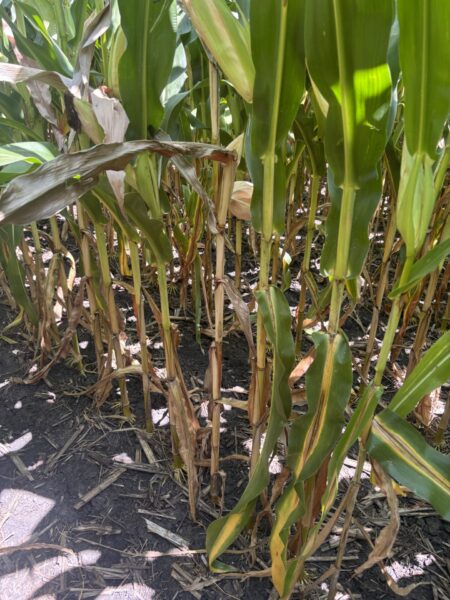 Crown rot causing standability concerns ahead of harvest