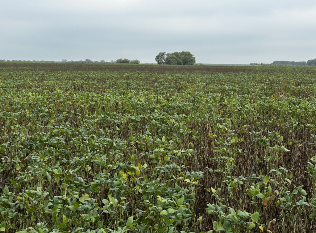 Extreme heat, drought take a tool on harvest potential in Kansas